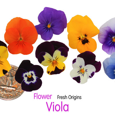FLOASS050 | Mixed Edible Flowers (50CT)